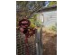 36 Reef Street, Maldon VIC 3463