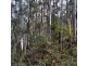 Lot 2909277 Gordon River Road, National Park TAS 7140