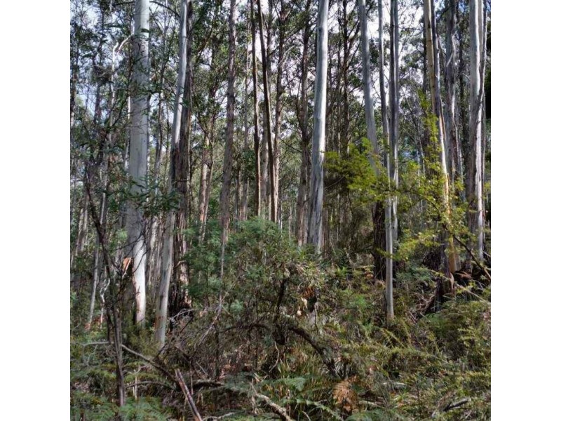Lot 2909277 Gordon River Road, National Park TAS 7140