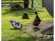 20 Feil Road, Mount Lloyd TAS 7140