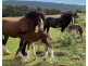 2203 Lyell Highway, Hayes TAS 7140