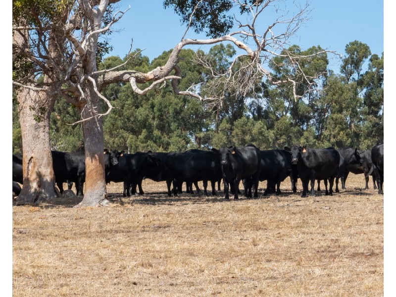 Lot 3001 Hopkins Road, Chapman Hill WA 6280