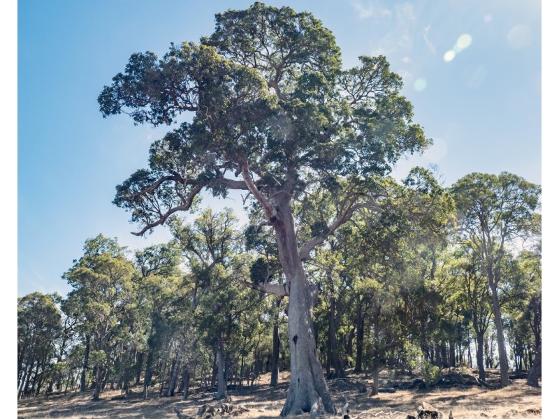 1 Hopkins Road, Chapman Hill WA 6280