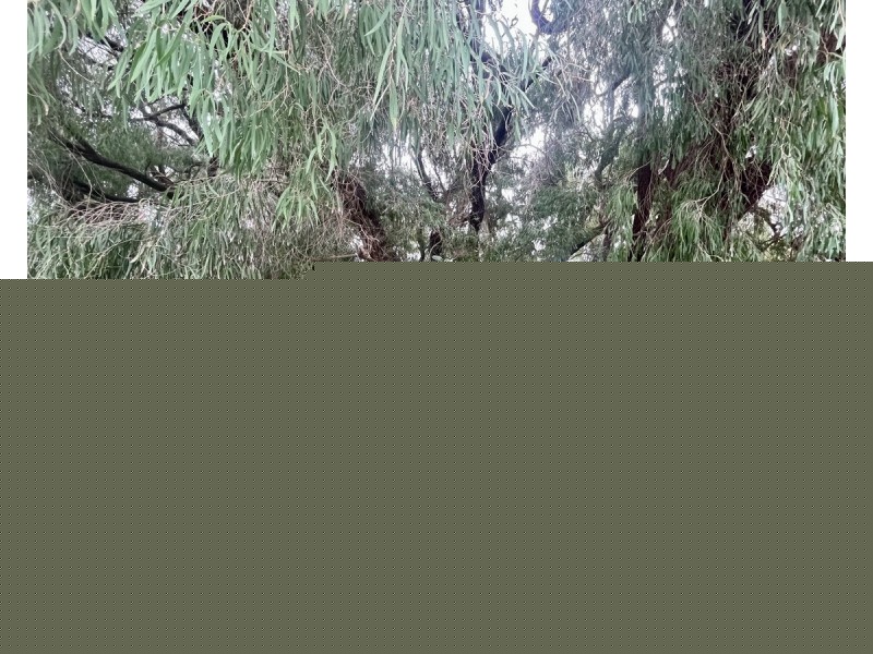 19 Orchid Court, Geographe WA 6280