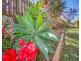 19 Caswell Court, Torquay QLD 4655