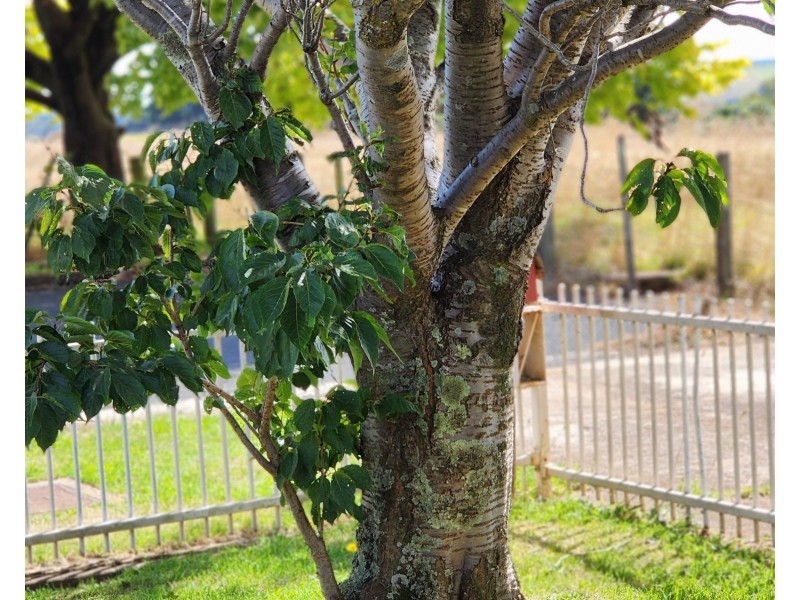 14 Briggs Street, Scottsdale TAS 7260