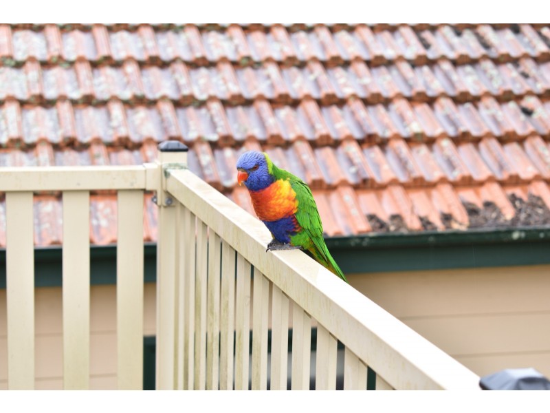 10 Somerset Street, Epping NSW 2121