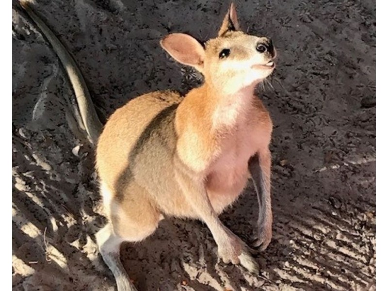 BEACH LODGE Island Street, Couran Cove Resort, South Stradbroke QLD 4216