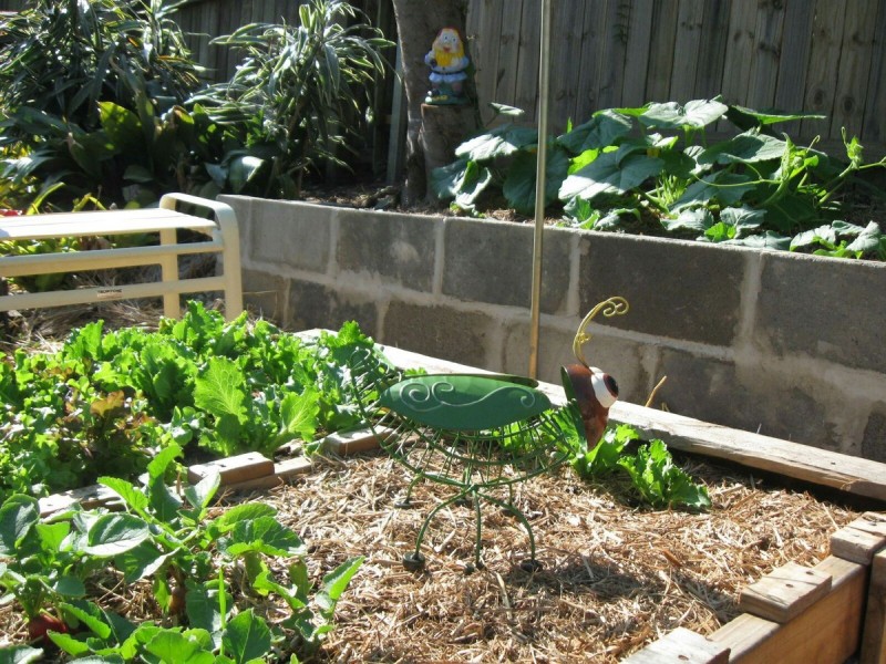 6 Wilkiea Place, Algester QLD 4115