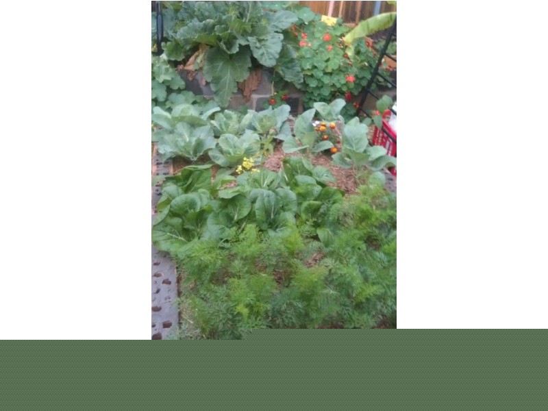 6 Wilkiea Place, Algester QLD 4115