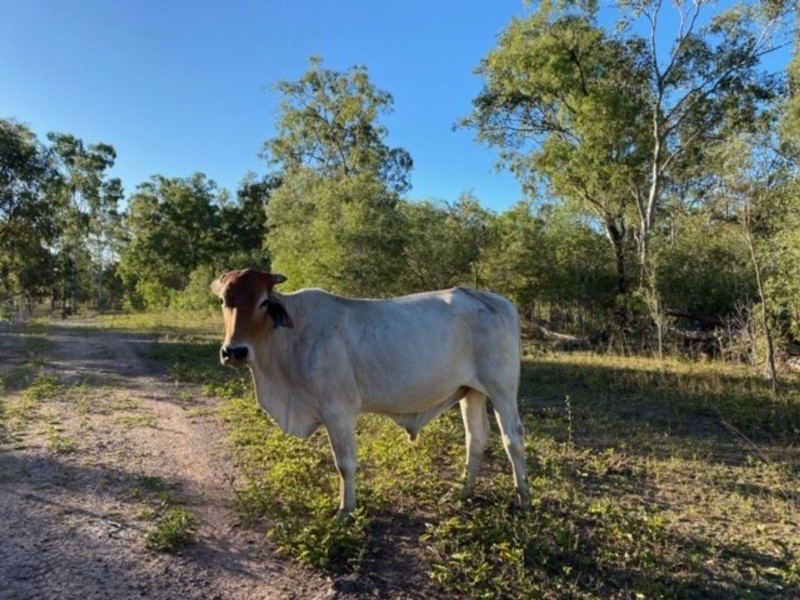 524 St Lawrence Connection Road, St Lawrence QLD 4707