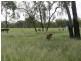 480 Airstrip Road, Nebo QLD 4742