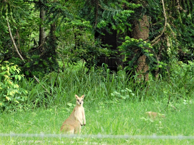 240 Sands Road, Koumala QLD 4738