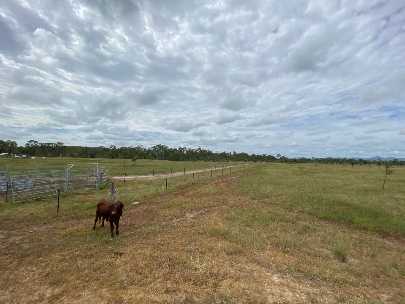 75 Nimmitabel Road, St Lawrence QLD 4707