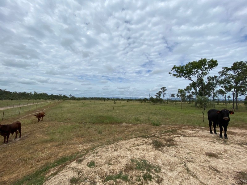 75 Nimmitabel Road, St Lawrence QLD 4707