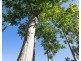 136 Zunkers Road, Hampden QLD 4741