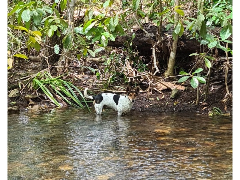 1623 Yakapari Seaforth Road, Mount Jukes QLD 4740