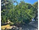96 Colonial Drive, Clairview QLD 4741