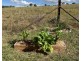 Maryvale NSW 2820