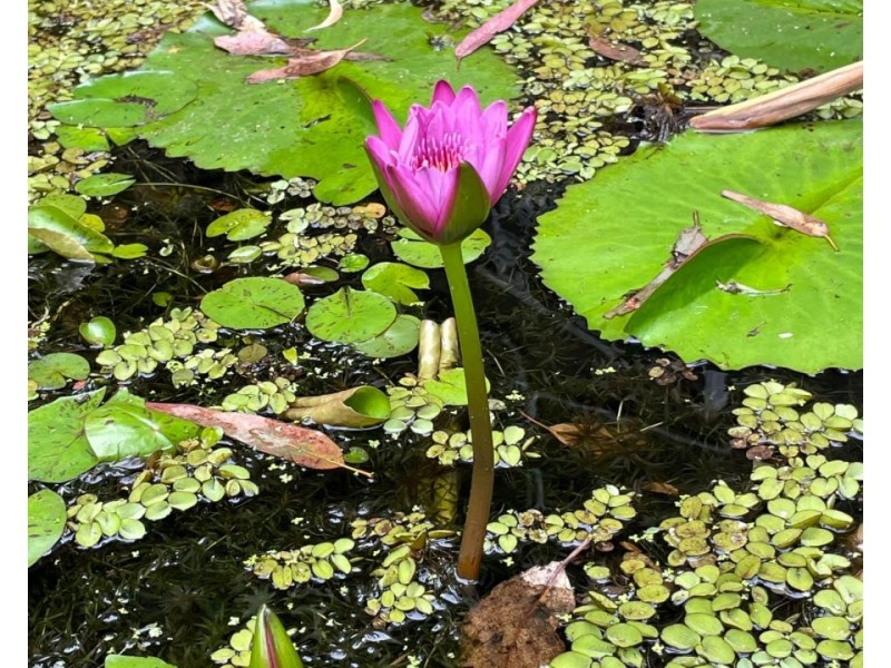 179 Kenmore Road, Kenmore QLD 4069