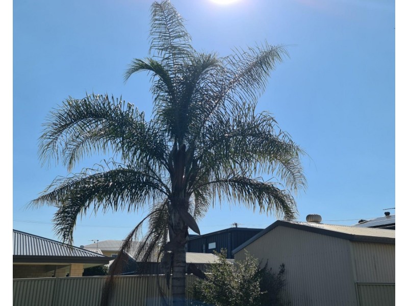 6 Owen Street, Wellington Point QLD 4160
