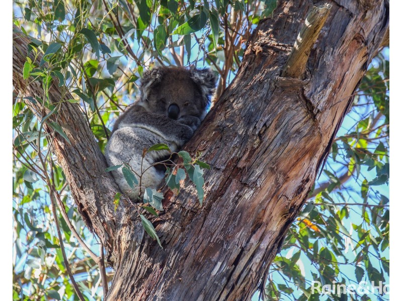 Lot 1 (64) Wooly Butt Road, Ironbank SA 5153