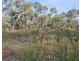 Lot 636 Thomas Road, Avenue Range SA 5273