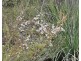 Lot 636 Thomas Road, Avenue Range SA 5273