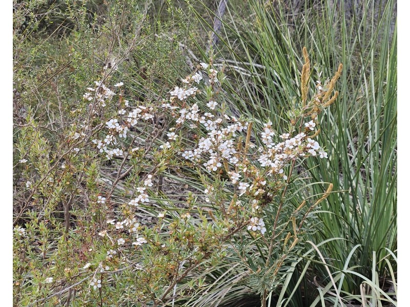 Lot 636 Thomas Road, Avenue Range SA 5273