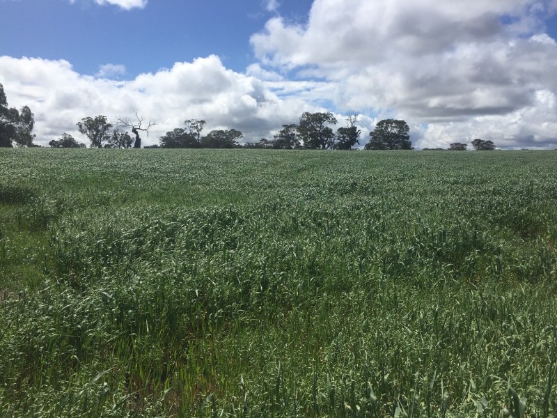 52 Jutland Road, Springton, Springton SA 5235