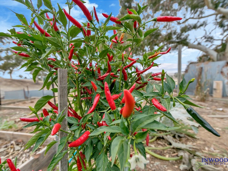 173 Murray Road, Keyneton SA 5353