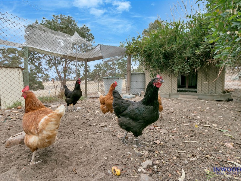 173 Murray Road, Keyneton SA 5353