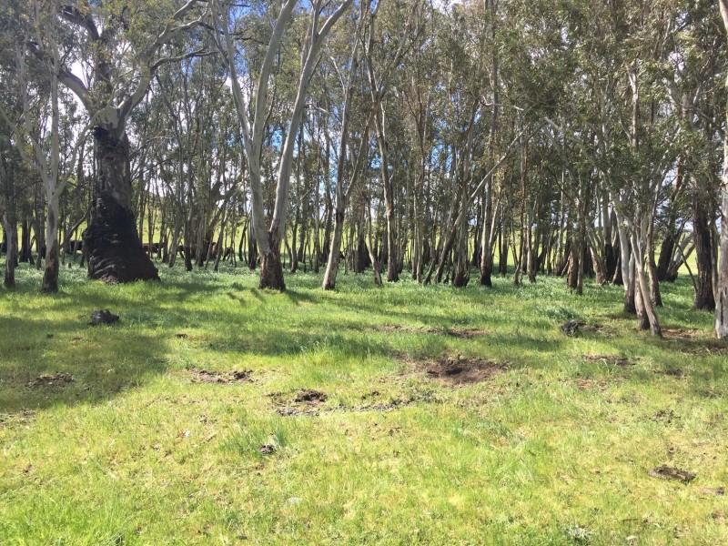 159 Eden Valley Road, Springton SA 5235