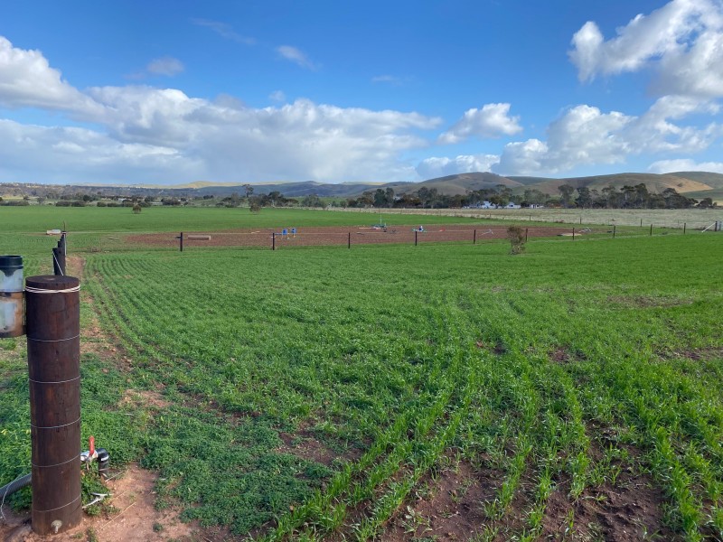 343 Sanderston Road, Sanderston SA 5237