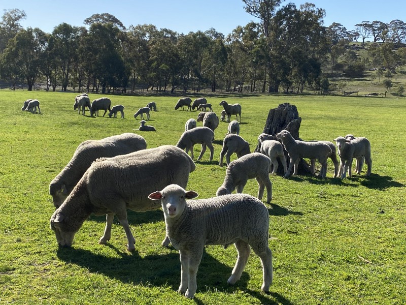 128 Murray Road, Keyneton SA 5353