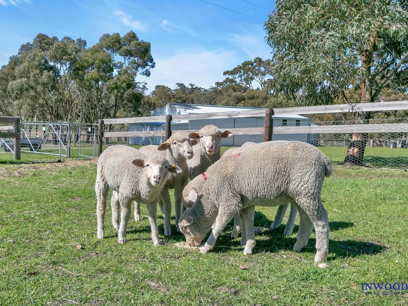 128 Murray Road, Keyneton SA 5353