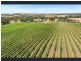 82 Koop Creek Road (Springton Hills Wines), Springton SA 5235