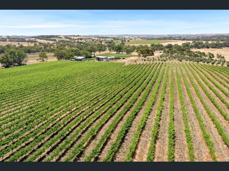 82 Koop Creek Road (Springton Hills Wines), Springton SA 5235