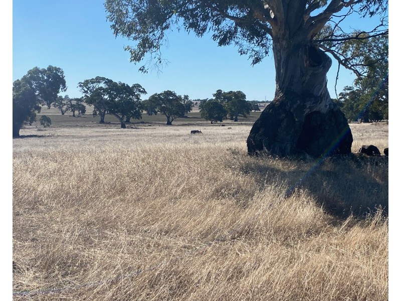 56 Strachans Road, Springton SA 5235