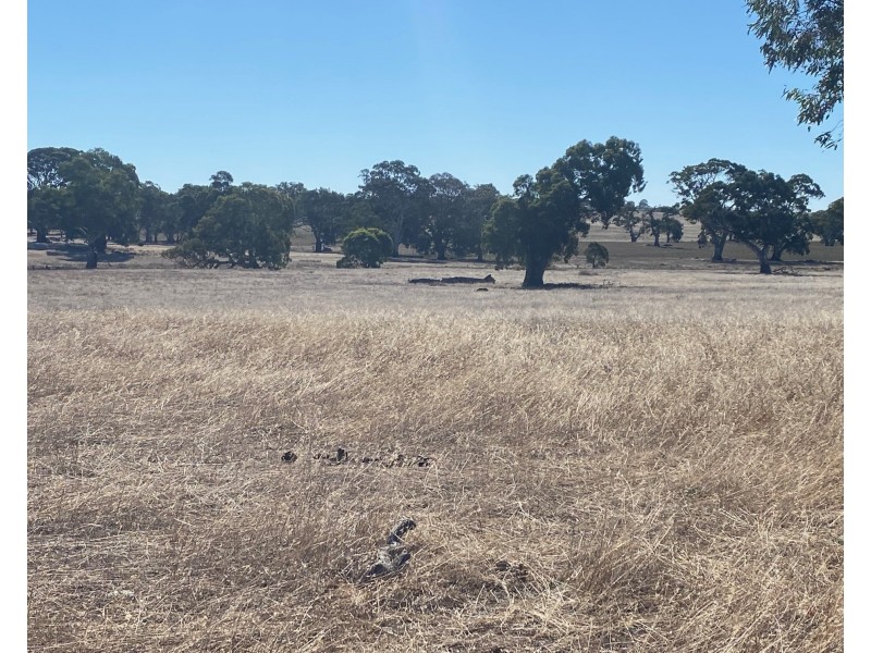 56 Strachans Road, Springton SA 5235