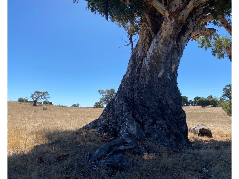 189 Vigars Road, Eden Valley SA 5235