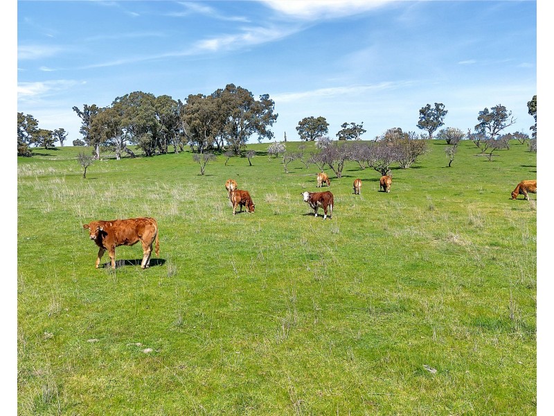 462 EDEN VALLEY ROAD, Flaxman Valley SA 5235