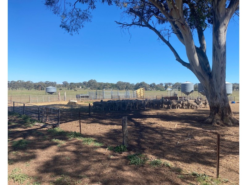 102 Graetztown Road, Keyneton SA 5353