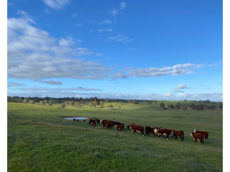 102 Matthews Road, Eden Valley SA 5235