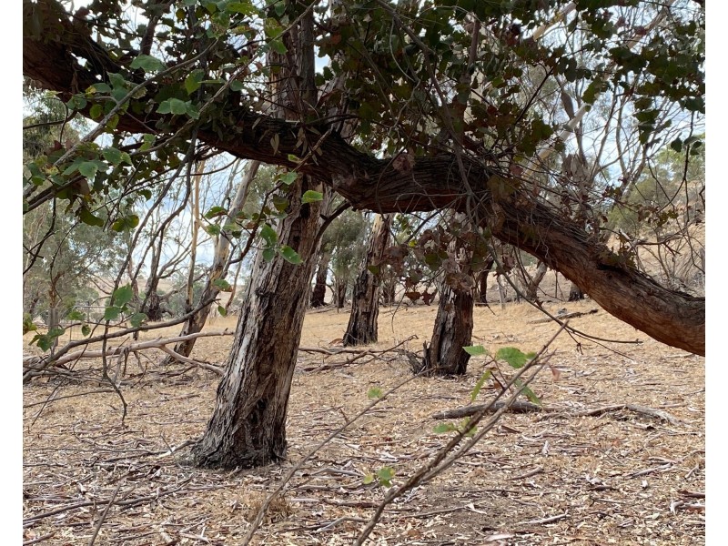 825 Randell Road, Tungkillo SA 5236