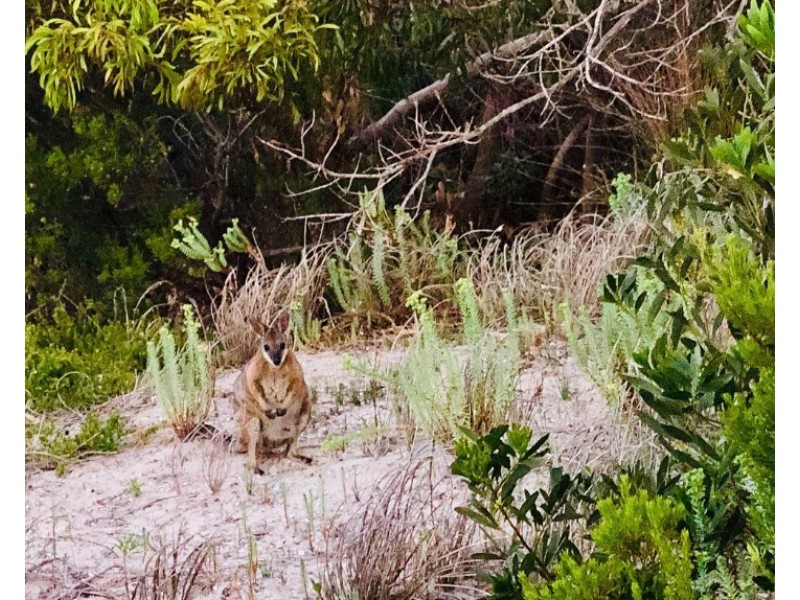 173 Island Beach Road, Island Beach SA 5222