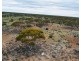 5 & 221 Stott Highway and Pine Hut Road, Sedan SA 5353