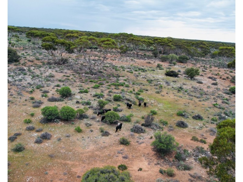 5 & 221 Stott Highway and Pine Hut Road, Sedan SA 5353