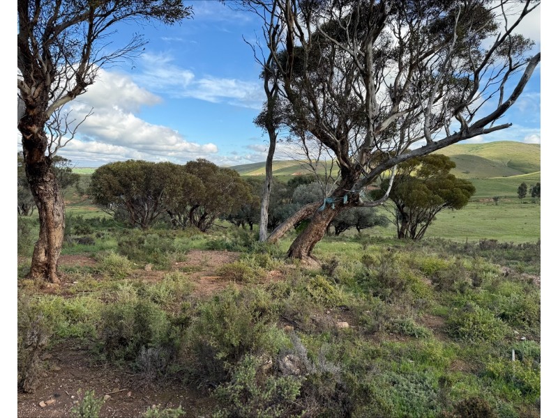 480 Three Chain Road, Cambrai SA 5353