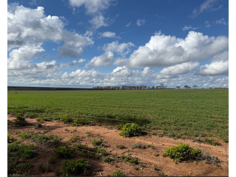 163 Tungali Road, Sandleton SA 5356